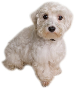 dog2